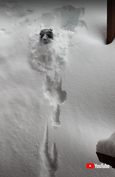 ボーダーコリーの画像