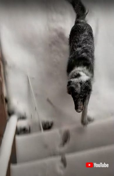 ボーダーコリーの画像