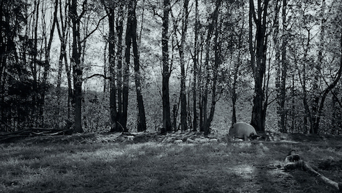 ブタさんがブヒブヒする日常ドキュメンタリー映画「GUNDA／グンダ」が新しい形の脳トレだった