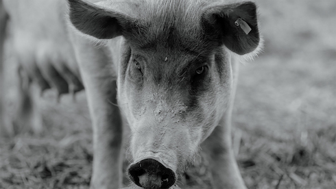 ブタさんがブヒブヒする日常ドキュメンタリー映画「GUNDA／グンダ」が新しい形の脳トレだった