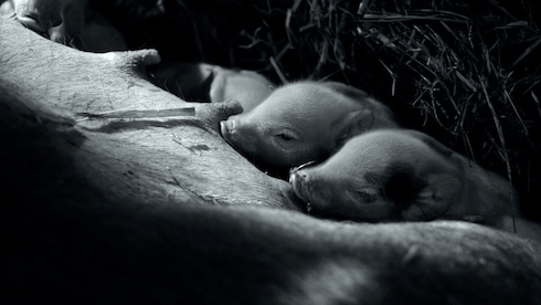 ブタさんがブヒブヒする日常ドキュメンタリー映画「GUNDA／グンダ」が新しい形の脳トレだった