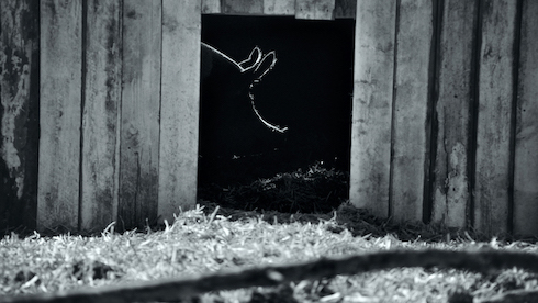 ブタさんがブヒブヒする日常ドキュメンタリー映画「GUNDA／グンダ」が新しい形の脳トレだった