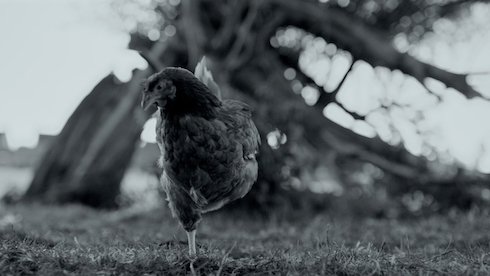 ブタさんがブヒブヒする日常ドキュメンタリー映画「GUNDA／グンダ」が新しい形の脳トレだった