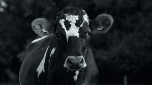 ブタさんがブヒブヒする日常ドキュメンタリー映画「GUNDA／グンダ」が新しい形の脳トレだった