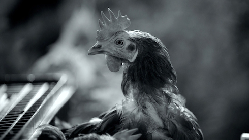 ブタさんがブヒブヒする日常ドキュメンタリー映画「GUNDA／グンダ」が新しい形の脳トレだった