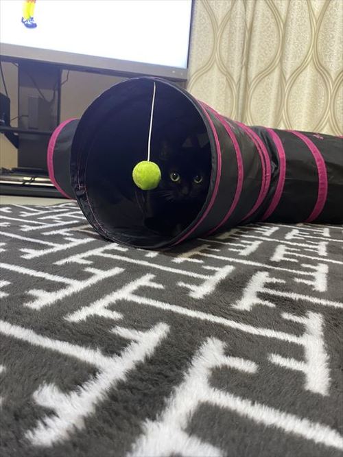 猫 黒猫 なで つかむ 腕