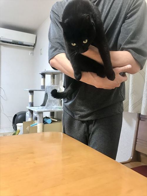 猫 黒猫 なで つかむ 腕
