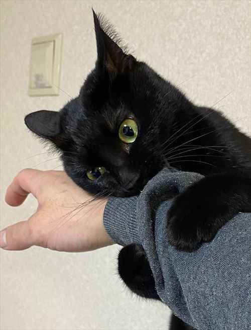 猫 黒猫 なで つかむ 腕