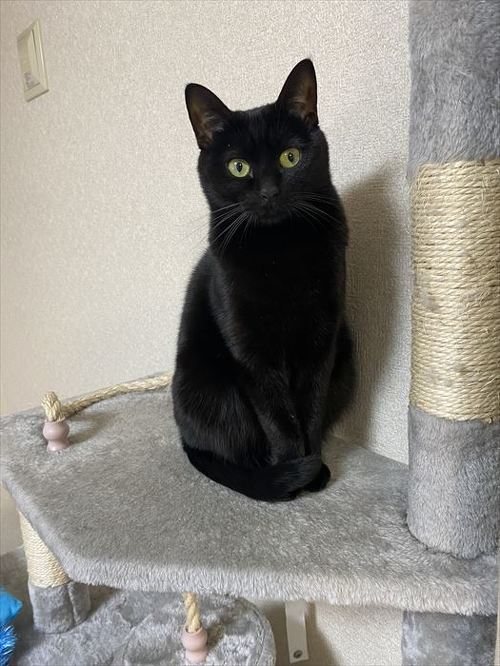 猫 黒猫 なで つかむ 腕