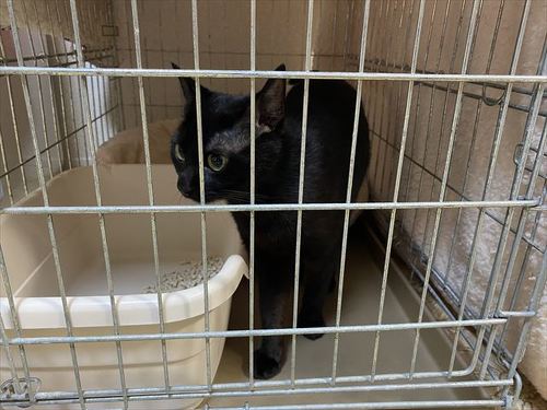 猫 黒猫 なで つかむ 腕