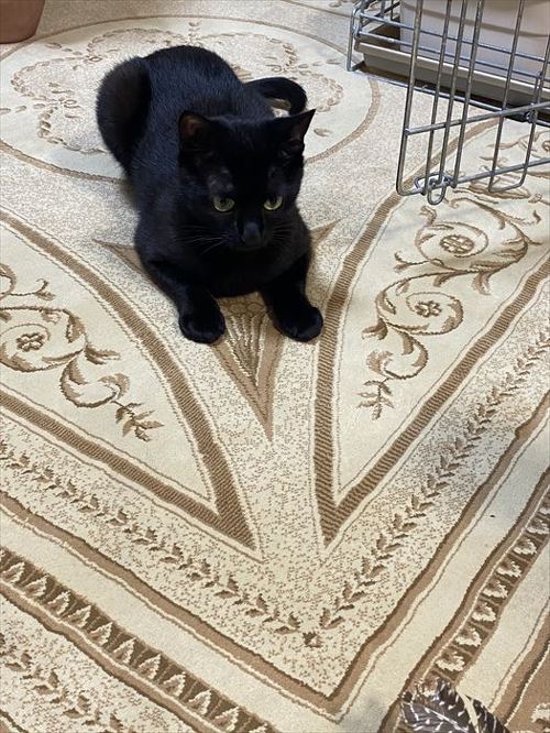 猫 黒猫 なで つかむ 腕