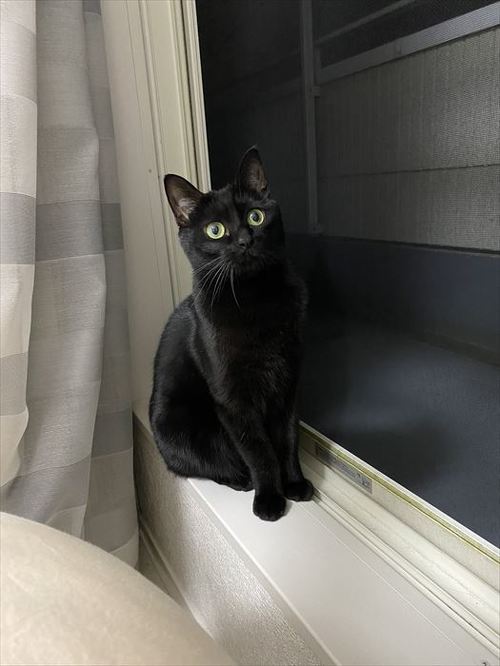 猫 黒猫 なで つかむ 腕