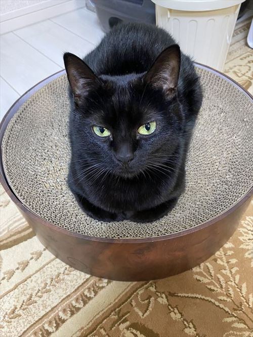 猫 黒猫 なで つかむ 腕