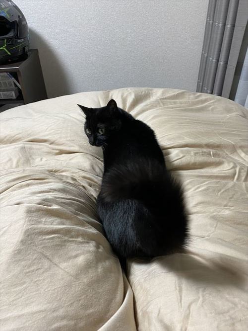 猫 黒猫 なで つかむ 腕