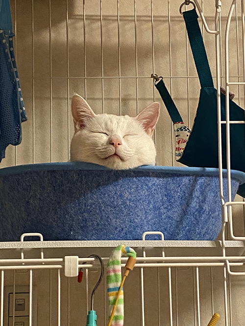 猫 みかん 目薬 ちゅ〜る しょぼ 多頭崩壊 保護猫