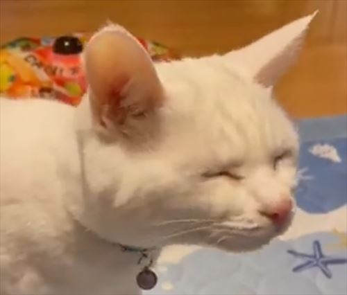 猫 みかん 目薬 ちゅ〜る しょぼ 多頭崩壊 保護猫