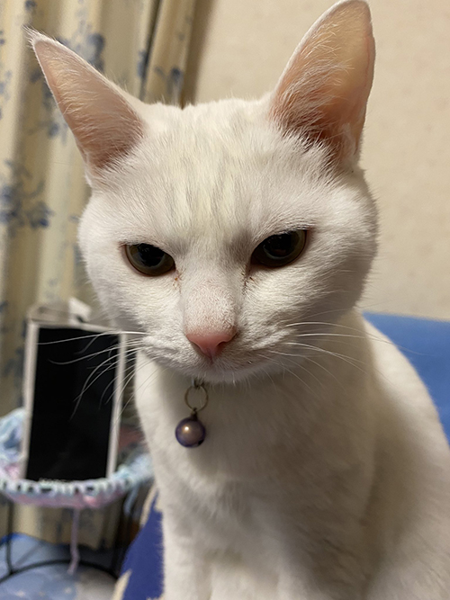 猫 みかん 目薬 ちゅ〜る しょぼ 多頭崩壊 保護猫