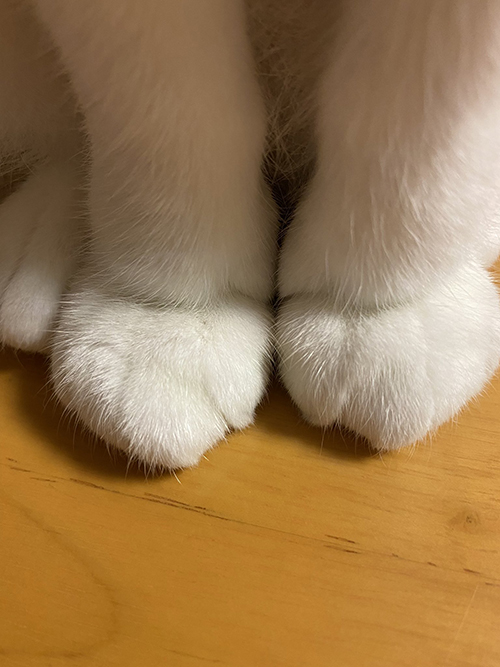 猫 みかん 目薬 ちゅ〜る しょぼ 多頭崩壊 保護猫