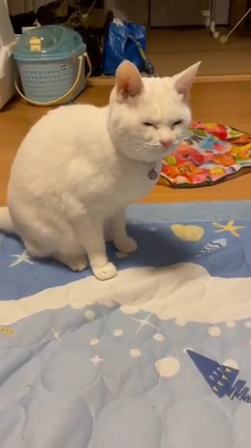 猫 みかん 目薬 ちゅ〜る しょぼ 多頭崩壊 保護猫