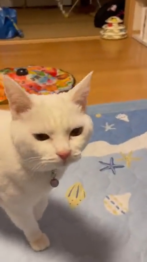 猫 みかん 目薬 ちゅ〜る しょぼ 多頭崩壊 保護猫