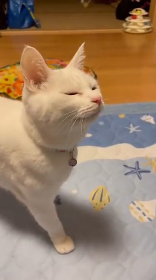 猫 みかん 目薬 ちゅ〜る しょぼ 多頭崩壊 保護猫
