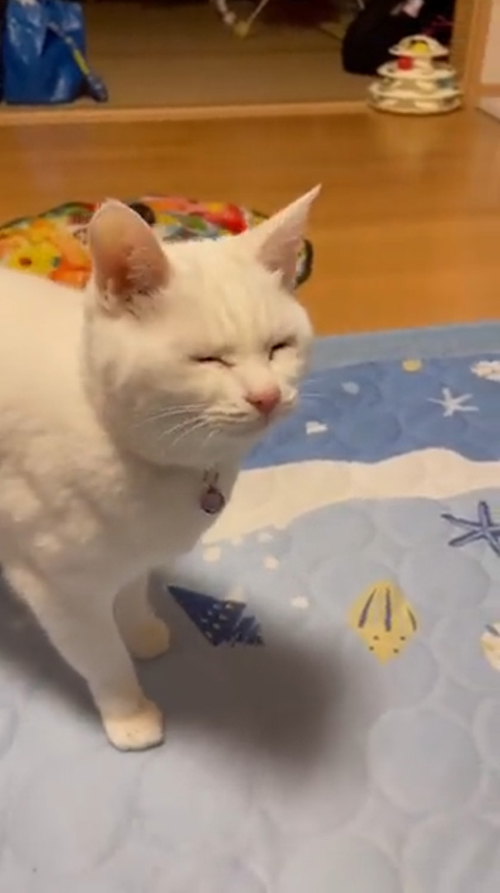 体を引いてしょぼしょぼするみかんくん