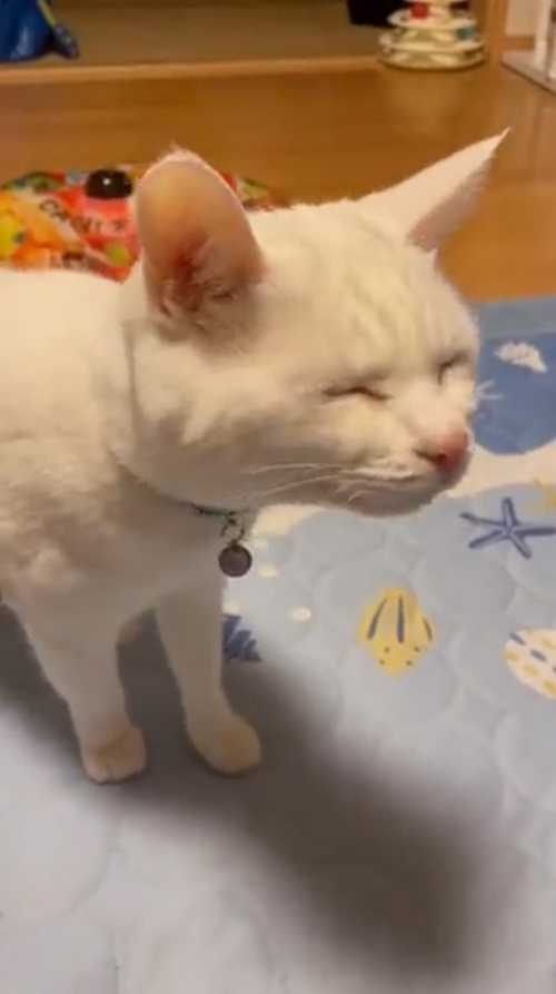 猫 みかん 目薬 ちゅ〜る しょぼ 多頭崩壊 保護猫