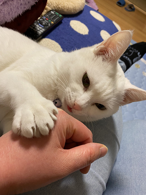 猫 みかん 目薬 ちゅ〜る しょぼ 多頭崩壊 保護猫