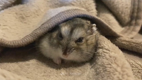 毛布かぶるハムスター