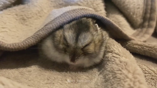 ハムスター　ジャンガリアンハムスター　かわいい　動画　眠る