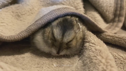 ハムスター　ジャンガリアンハムスター　かわいい　動画　眠る