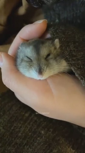 ハムスター　ジャンガリアンハムスター　かわいい　動画　眠る