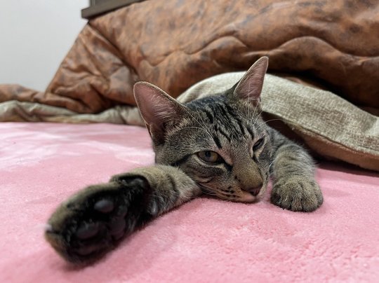 猫 コタツ かわいい 寝てる猫