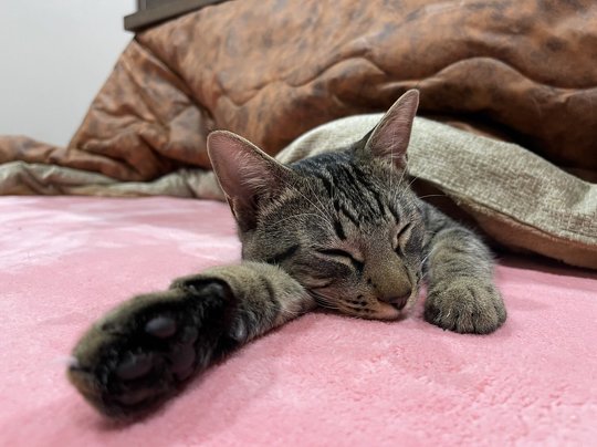 猫 コタツ かわいい 寝てる猫