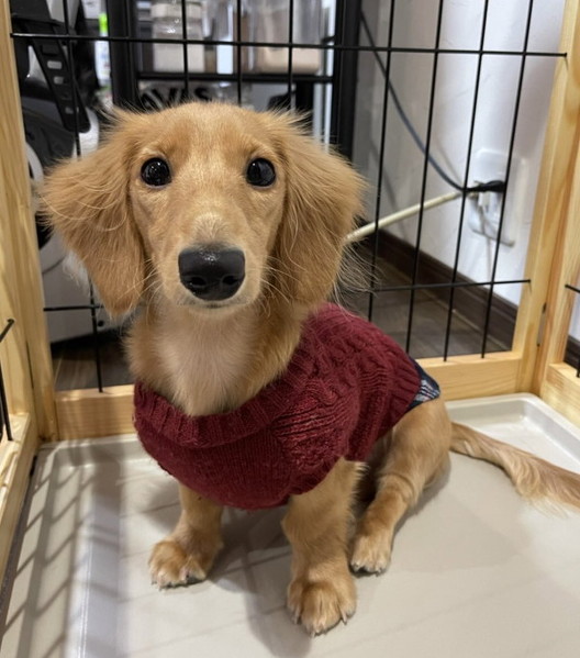 猫マンガ　犬野ねこ　かわいい　シャー　おやつ　ちゅ〜る