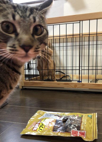 猫マンガ　犬野ねこ　かわいい　シャー　おやつ　ちゅ〜る