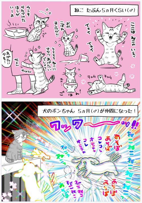 猫マンガ　犬野ねこ