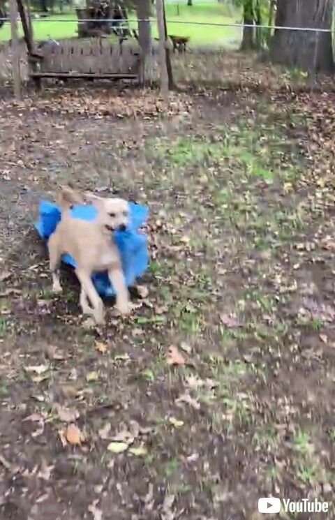 ワンコ　面白　かわいい　動画　追いかけっこ　やんちゃ