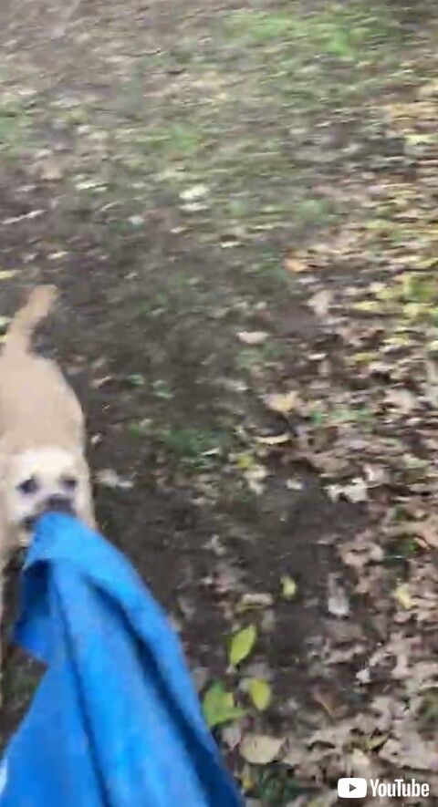 ワンコ　面白　かわいい　動画　追いかけっこ　やんちゃ