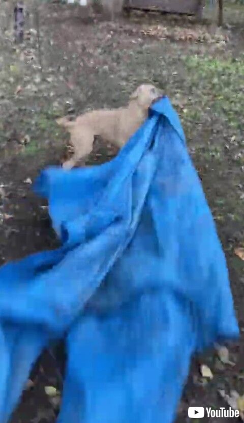 ワンコ　面白　かわいい　動画　追いかけっこ　やんちゃ