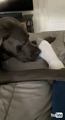 ワンコ　グレート・デン　グレートデン　匂い　臭い　ショック　表情　面白　かわいい　動画