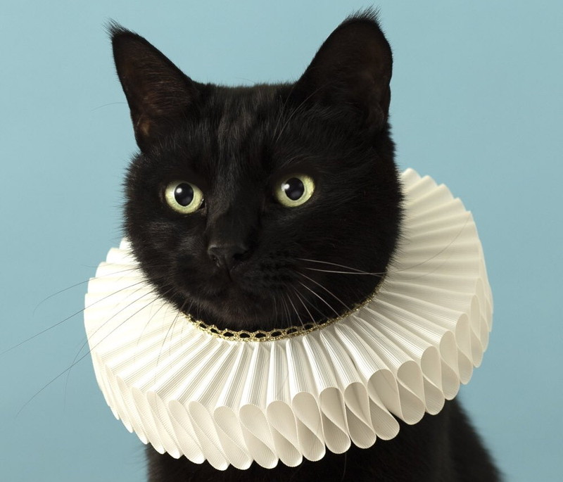 今週のおすすめ製品 黒猫が“本気のエリザベスカラー”をつけたら…… 美しく高貴な姿に その他