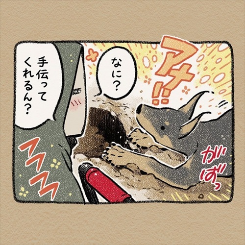 ドーベルマン 手伝い 庭 穴掘り ノラ