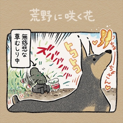 ドーベルマン 手伝い 庭 穴掘り ノラ