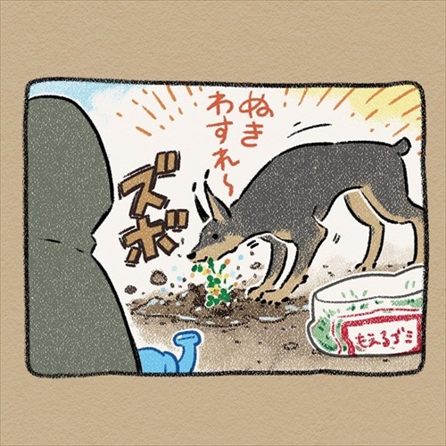 ドーベルマン 手伝い 庭 穴掘り ノラ