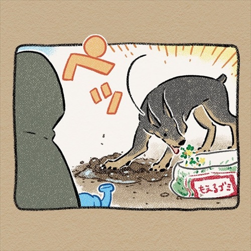 ドーベルマン 手伝い 庭 穴掘り ノラ