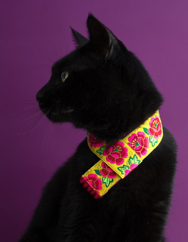 猫 エリザベスカラー カラー ヒダ 刺しゅう