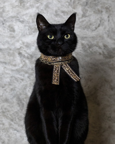 猫 エリザベスカラー カラー ヒダ 刺しゅう