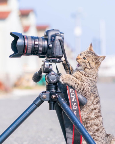 カメラをのぞく猫ちゃん カメラマン猫 かわいい 面白 子猫 地域猫