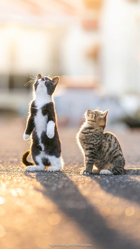 カメラをのぞく猫ちゃん カメラマン猫 かわいい 面白 子猫 地域猫